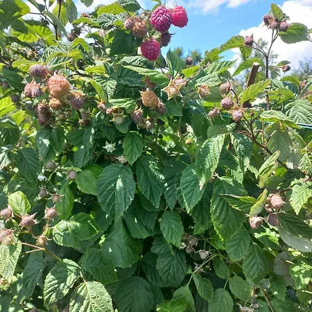 Kucica Od Drveta 1 *