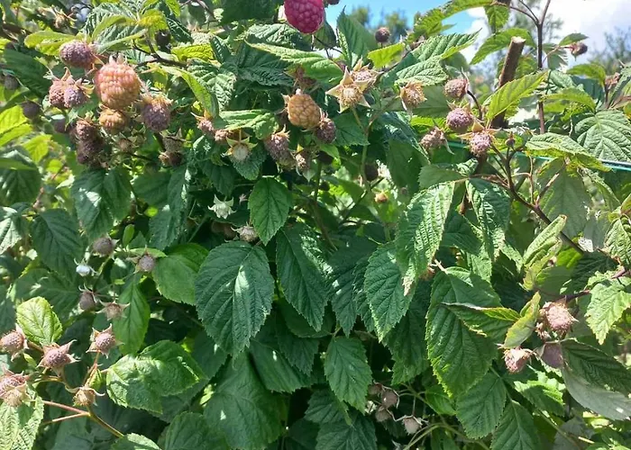 Kucica Od Drveta 1 *